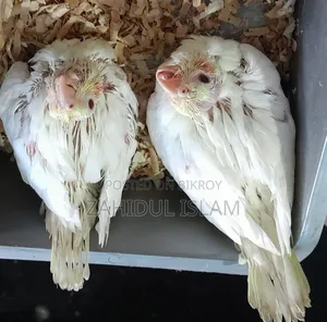 Baby Cockatiel for Sale with Red Eyes