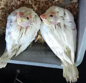 Baby Cockatiel for Sale with Red Eyes