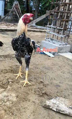Aseel
