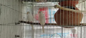 বাজরিগার পাখি রানিং পেয়ার