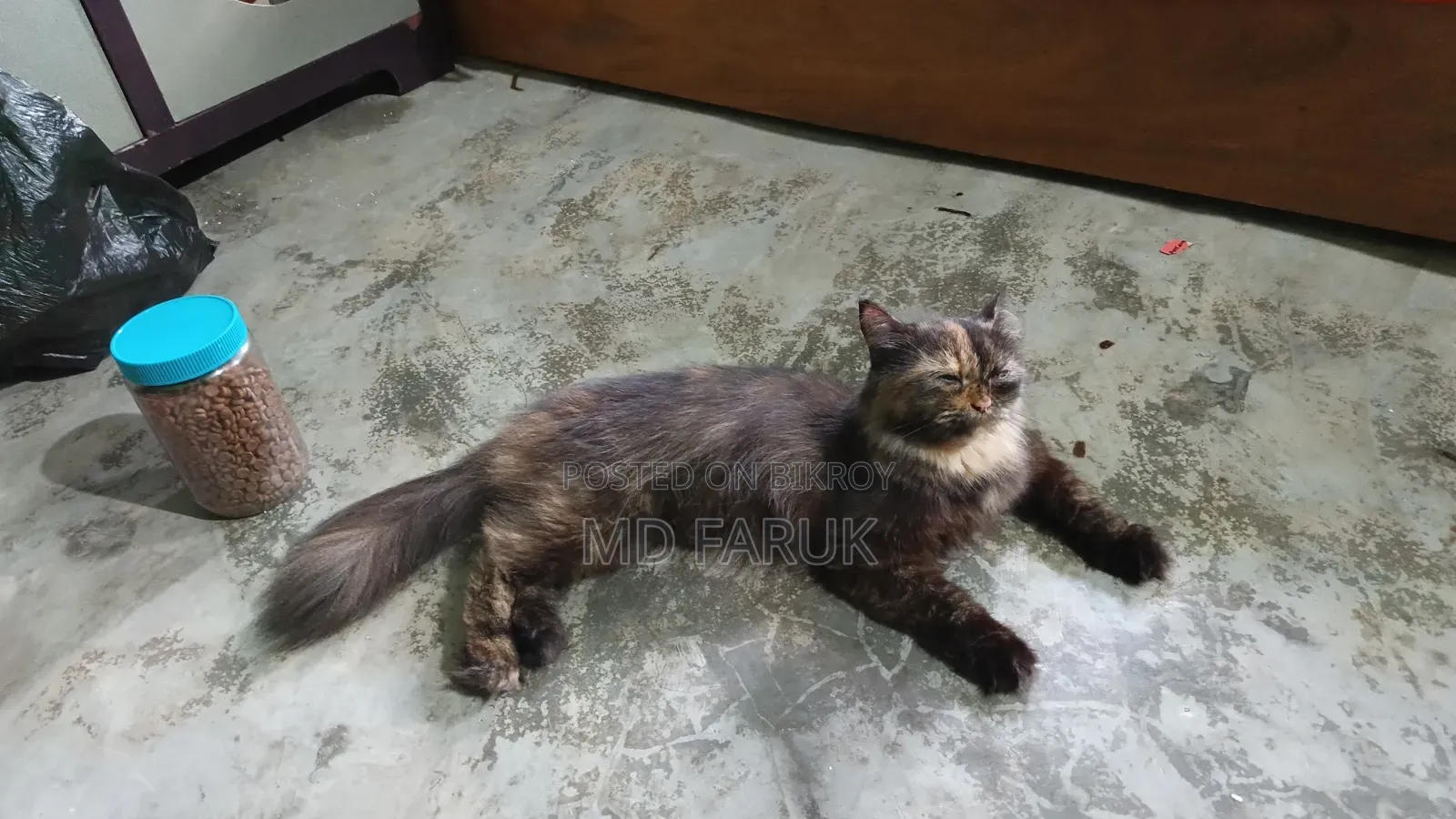 1+ Year Female Mixed Breed Persian