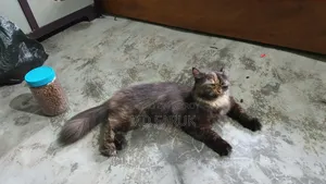1+ Year Female Mixed Breed Persian