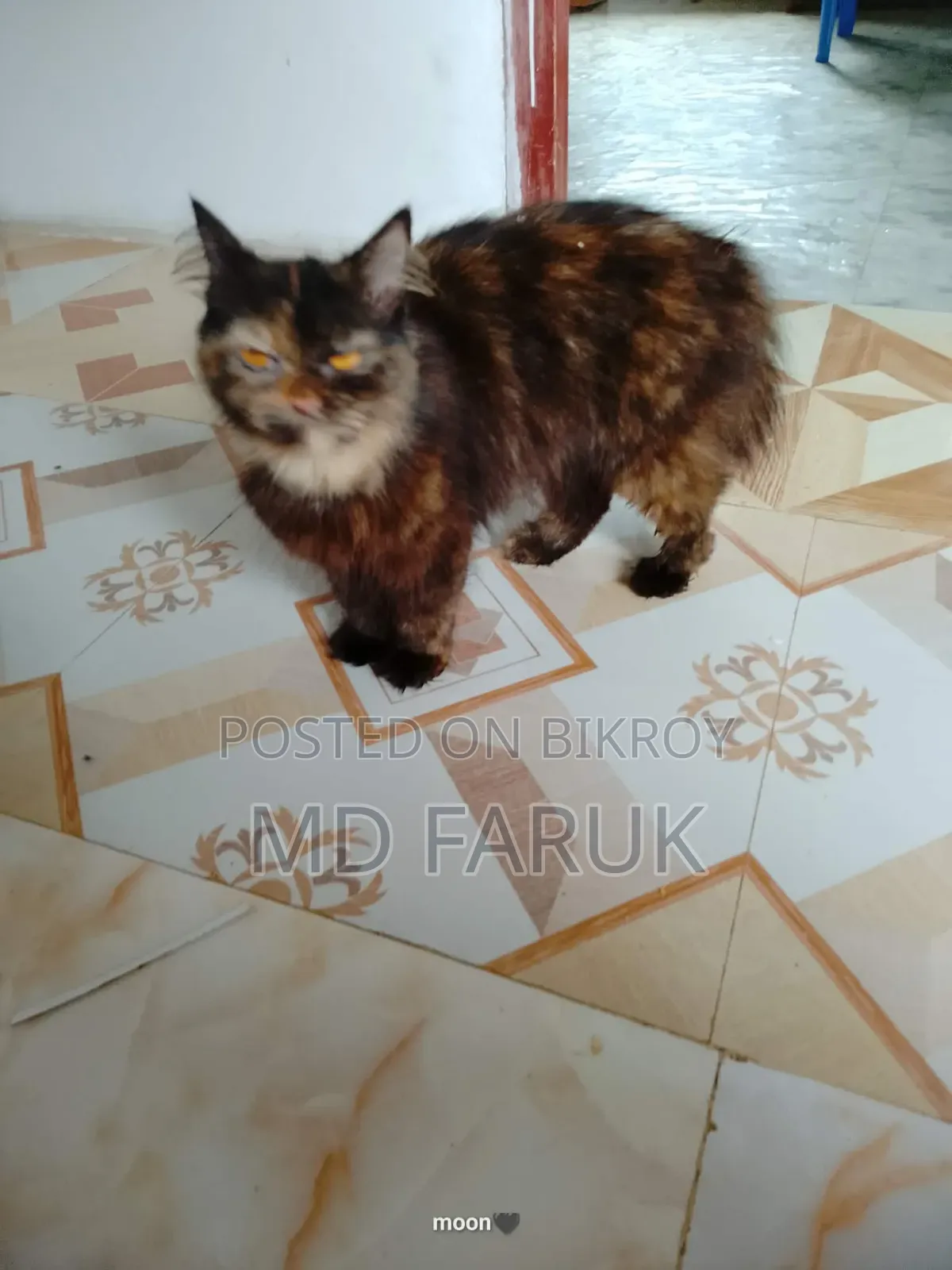 1+ Year Female Mixed Breed Persian