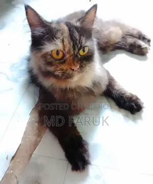 1+ Year Female Mixed Breed Persian