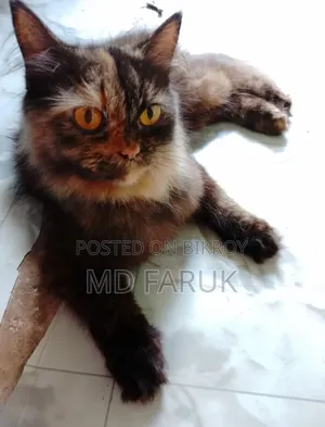 1+ Year Female Mixed Breed Persian