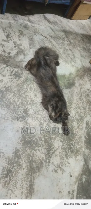 1+ Year Female Mixed Breed Persian
