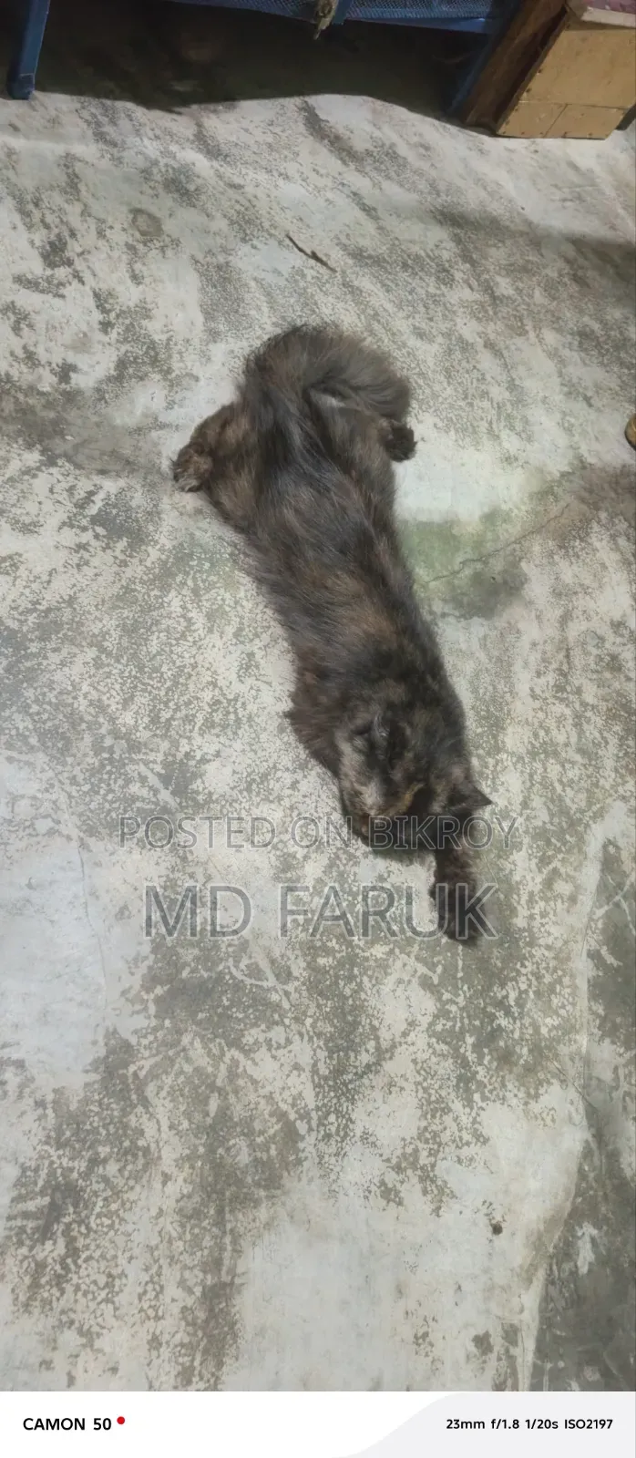 1+ Year Female Mixed Breed Persian