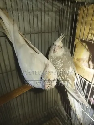 কাকাটেল পাখি
