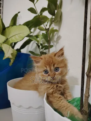 ১-৩ মাসের ফিমেল পিওরব্রেড পার্সিয়ান