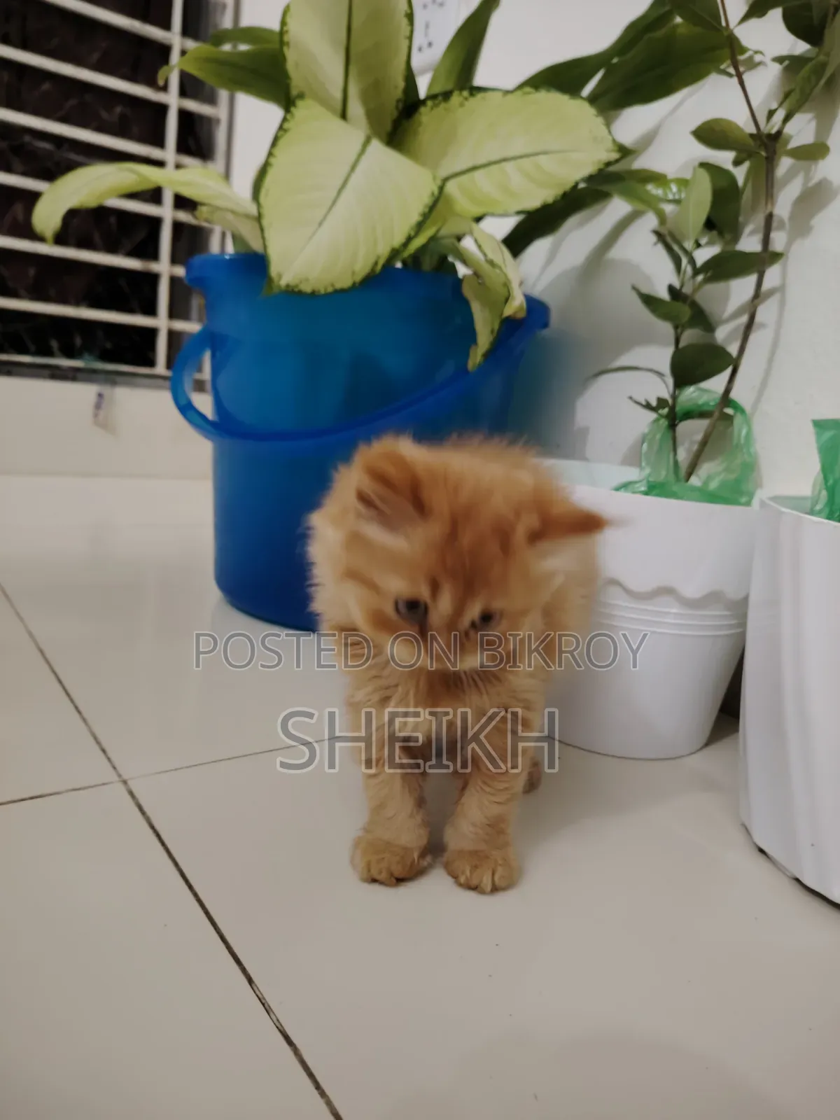 ১-৩ মাসের ফিমেল পিওরব্রেড পার্সিয়ান