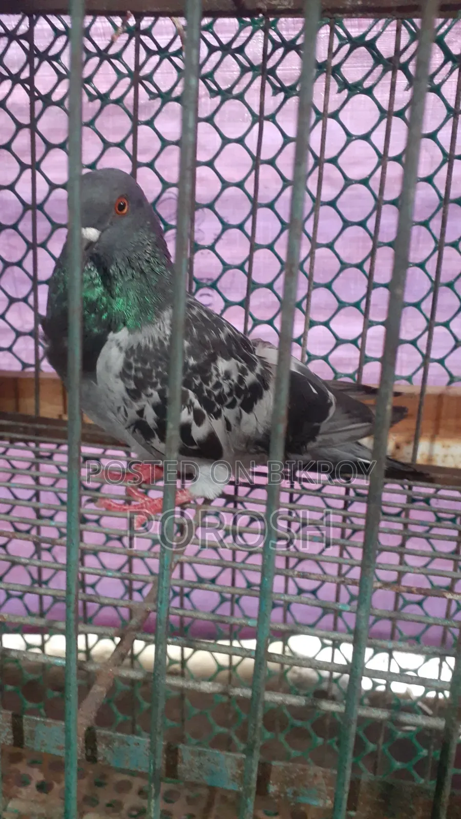 Male Pigeon