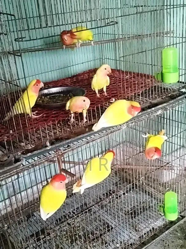 লাভবার্ড নিউ এডাল্ট ৩ জোড়া