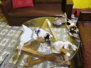 1-3 Months Male Mixed Breed Persian