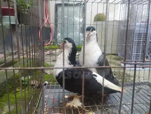 Lahore Siraji 1 Pair