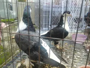Lahore Siraji 1 Pair