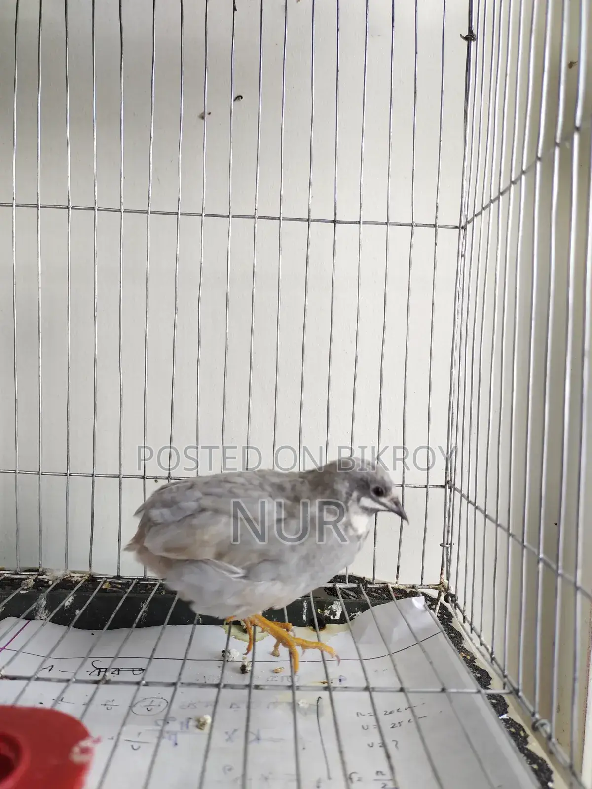 A Silver King Quail