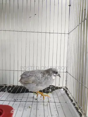 A Silver King Quail