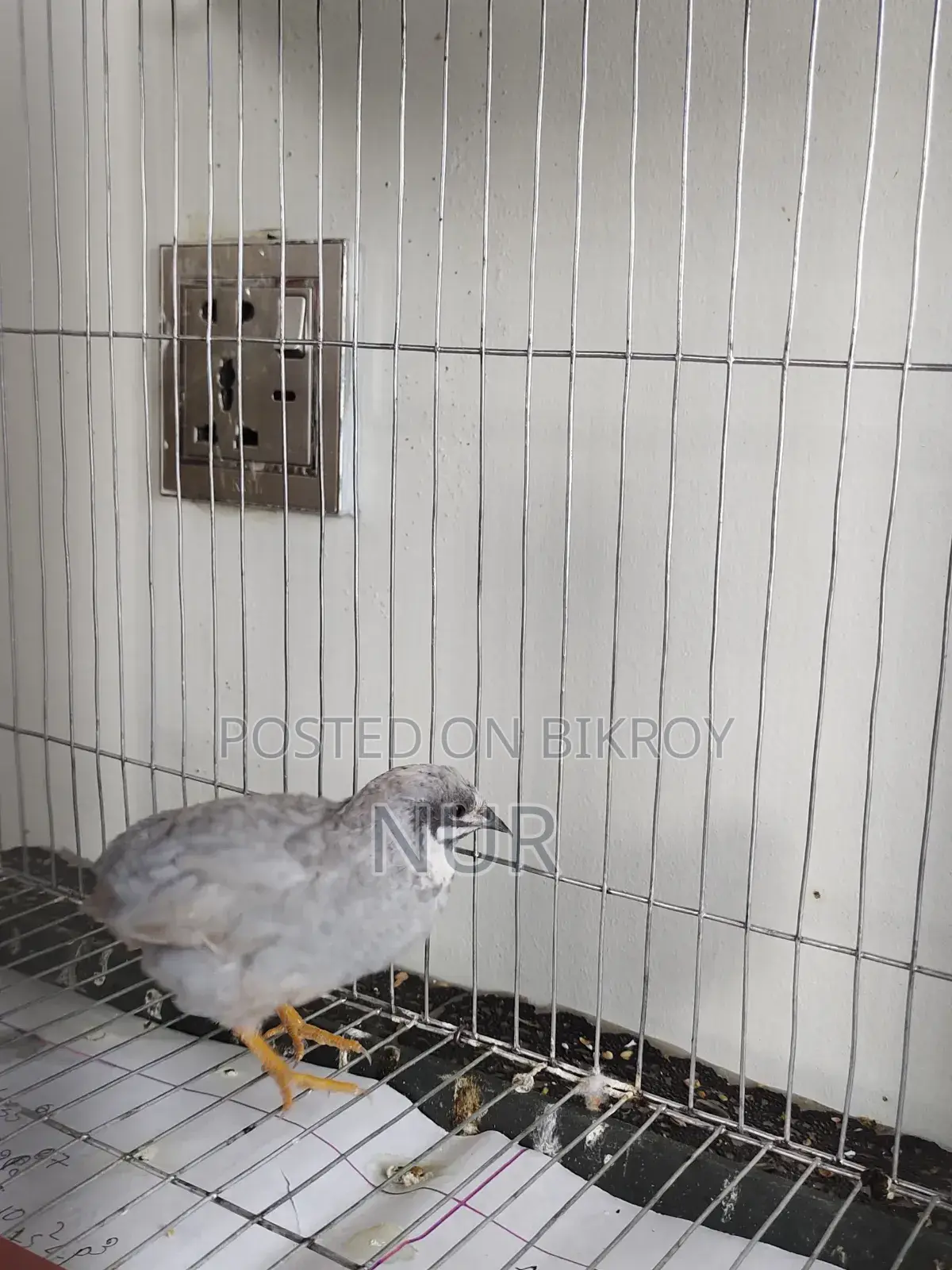 A Silver King Quail