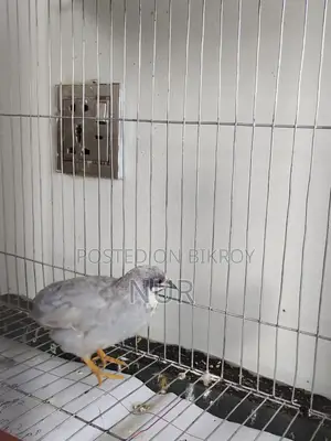 A Silver King Quail