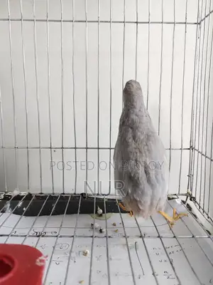 A Silver King Quail