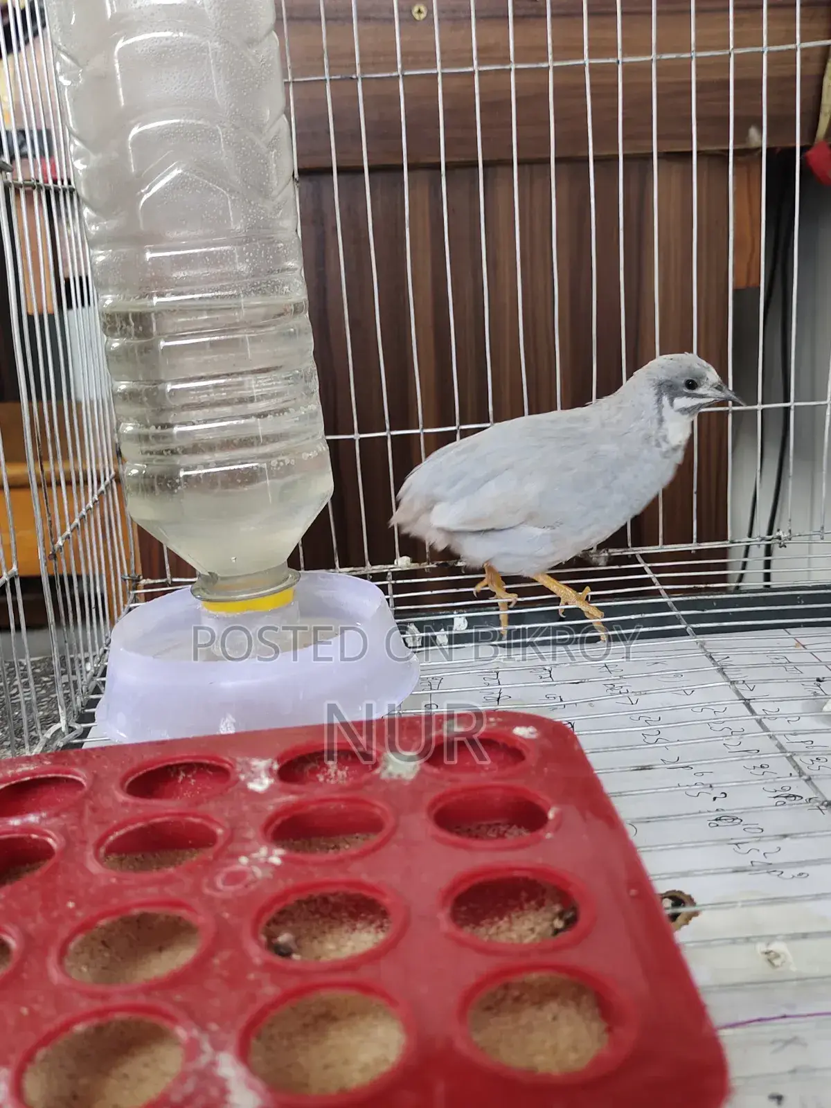 A Silver King Quail