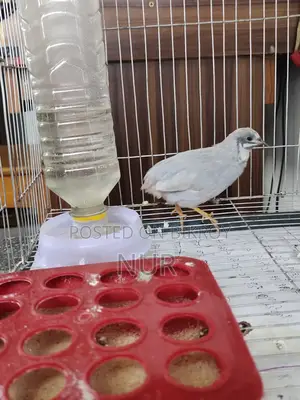 A Silver King Quail