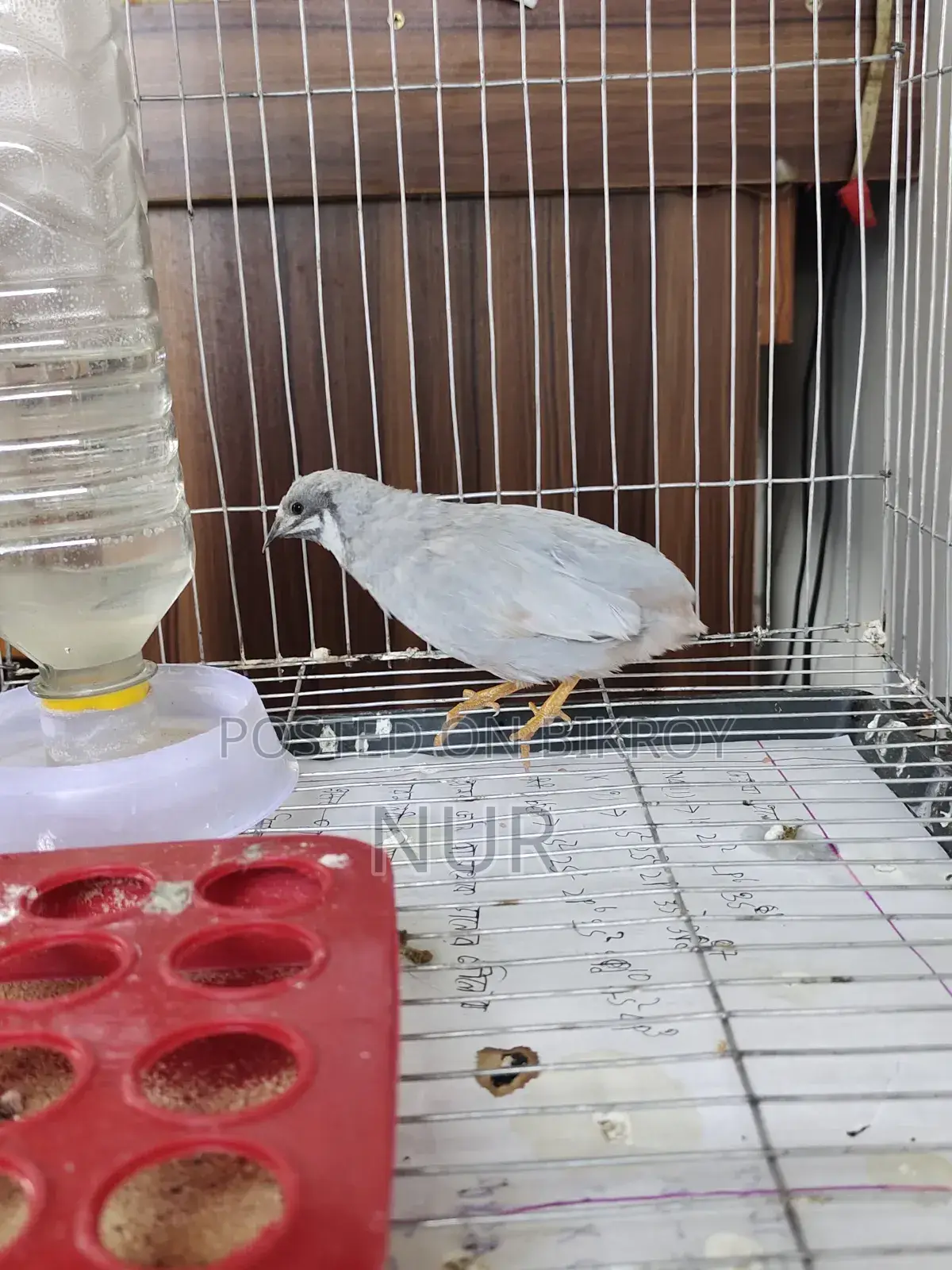 A Silver King Quail