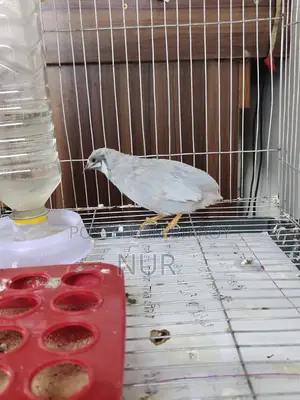 A Silver King Quail