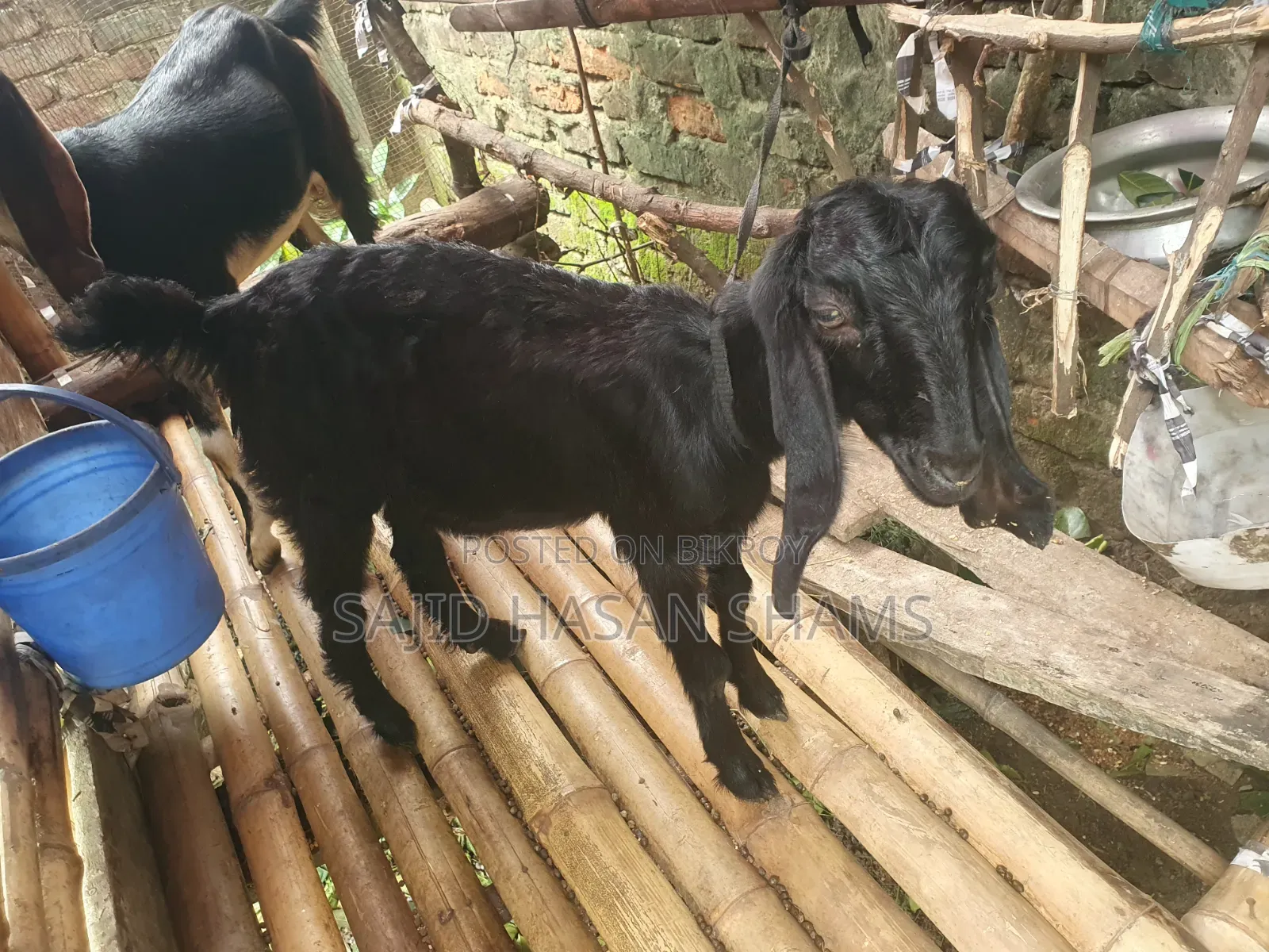 Two Goats for Sale
