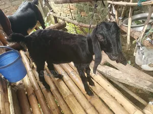 Two Goats for Sale