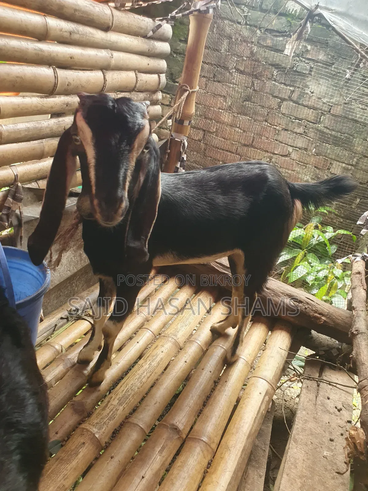 Two Goats for Sale
