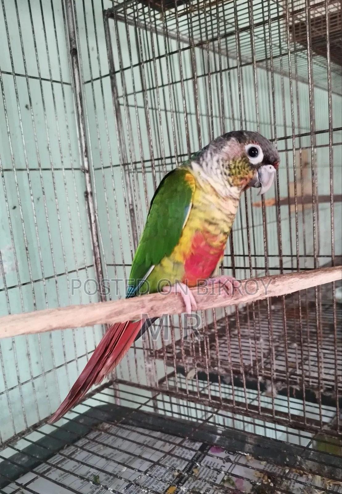 গ্রীন চিক কনুর রেড ফেক্টর