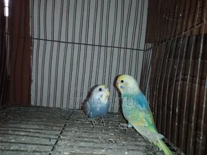 বাজরিগার পাখি