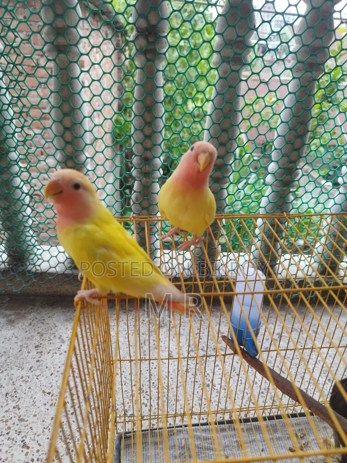 ৪ পিস লাভবার্ড বেবি