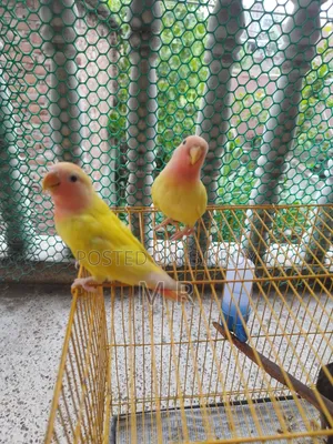 ৪ পিস লাভবার্ড বেবি