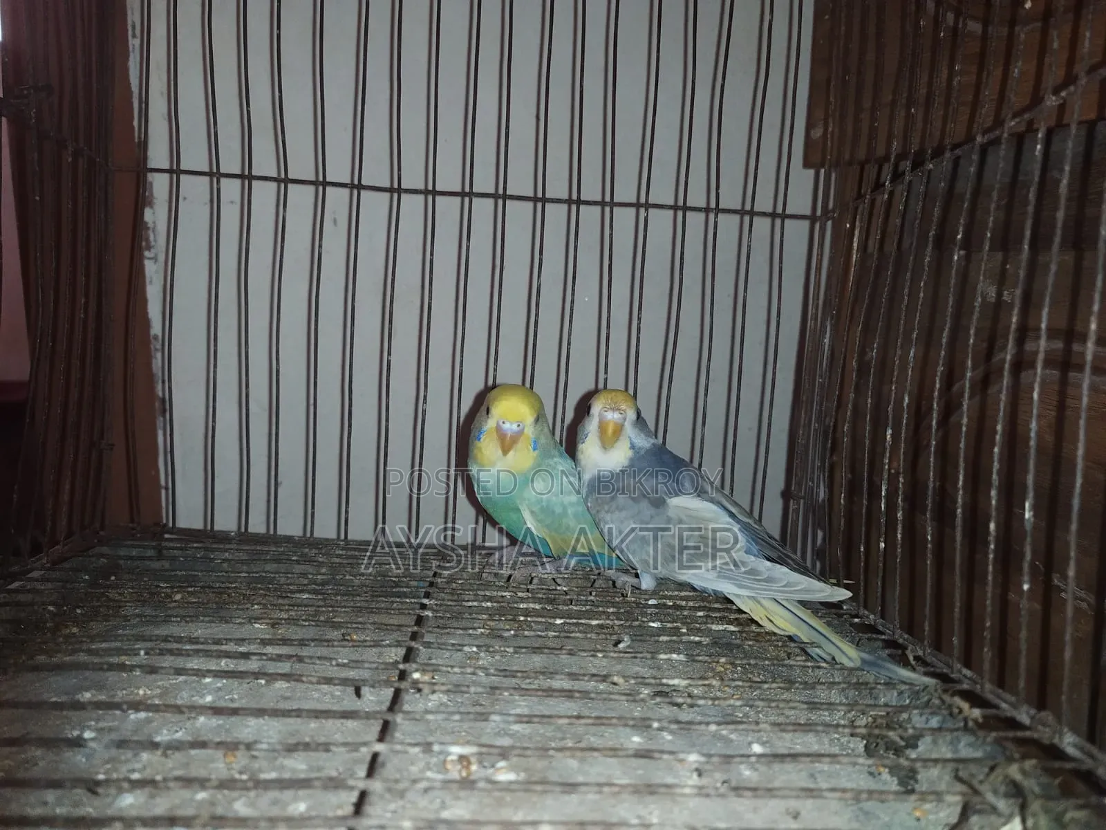 বাজরিগার পাখি