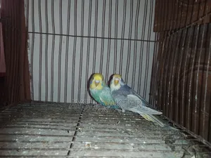 বাজরিগার পাখি