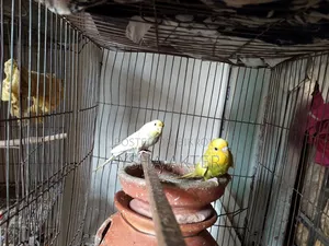 বাজরিগার পাখি