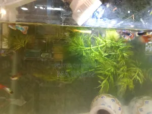 মাছ পাওয়া যাচ্ছে