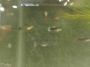 মাছ পাওয়া যাচ্ছে