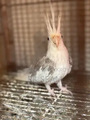 Cockatiel Male Adult Birds