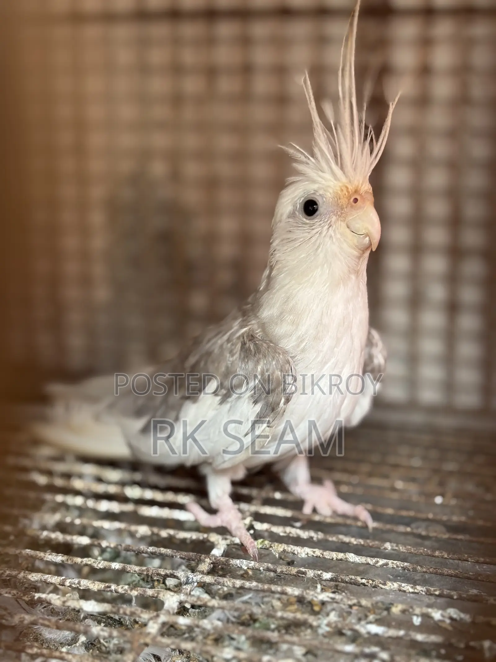Cockatiel Male Adult Birds