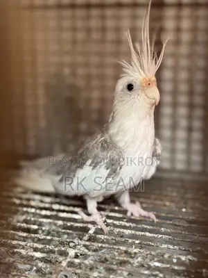 Cockatiel Male Adult Birds