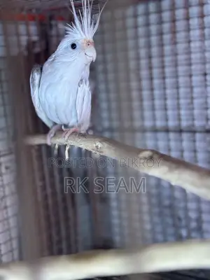 Cockatiel Male Adult Birds