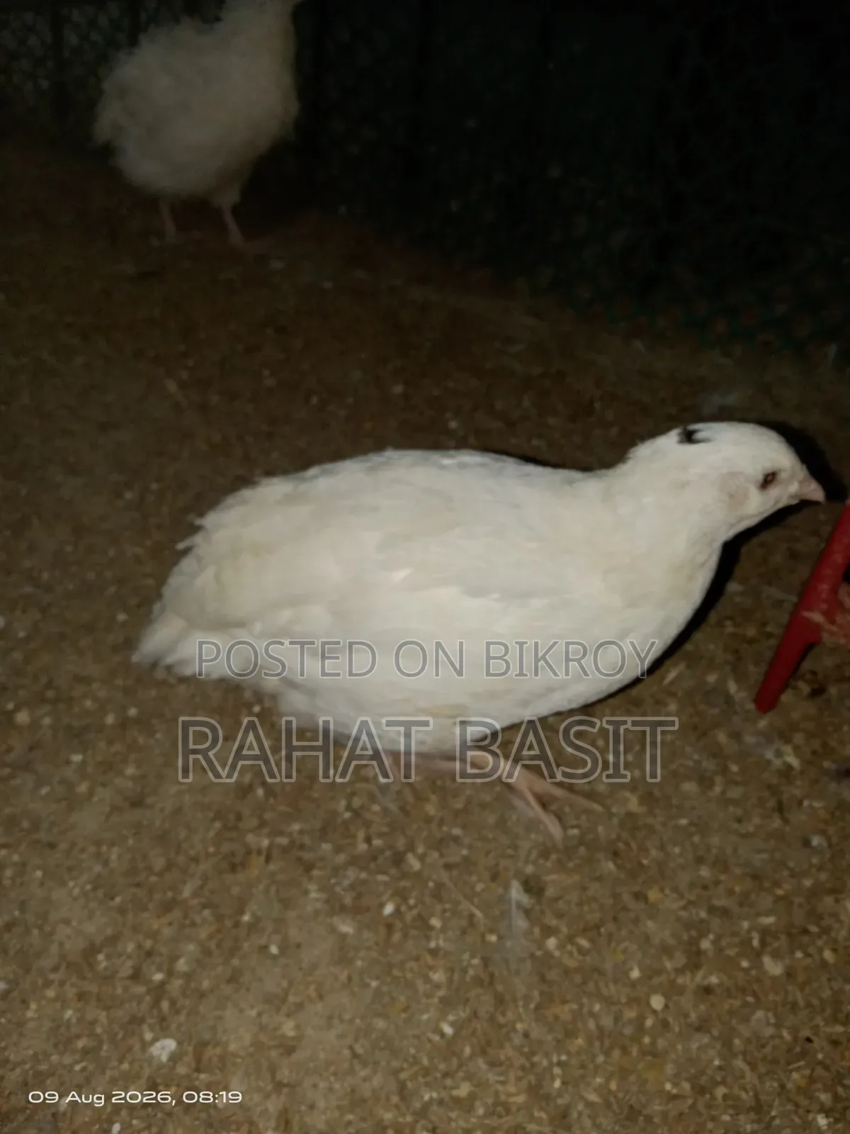 European Coturnix Quail
