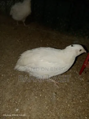 European Coturnix Quail