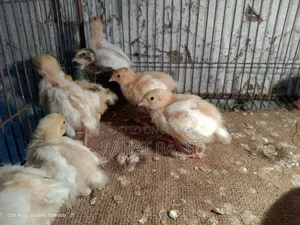 European Coturnix Quail