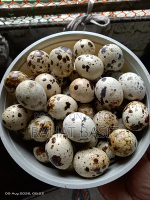 European Coturnix Quail