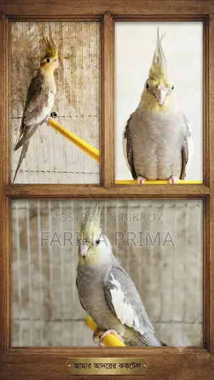 Cockatiel Bird