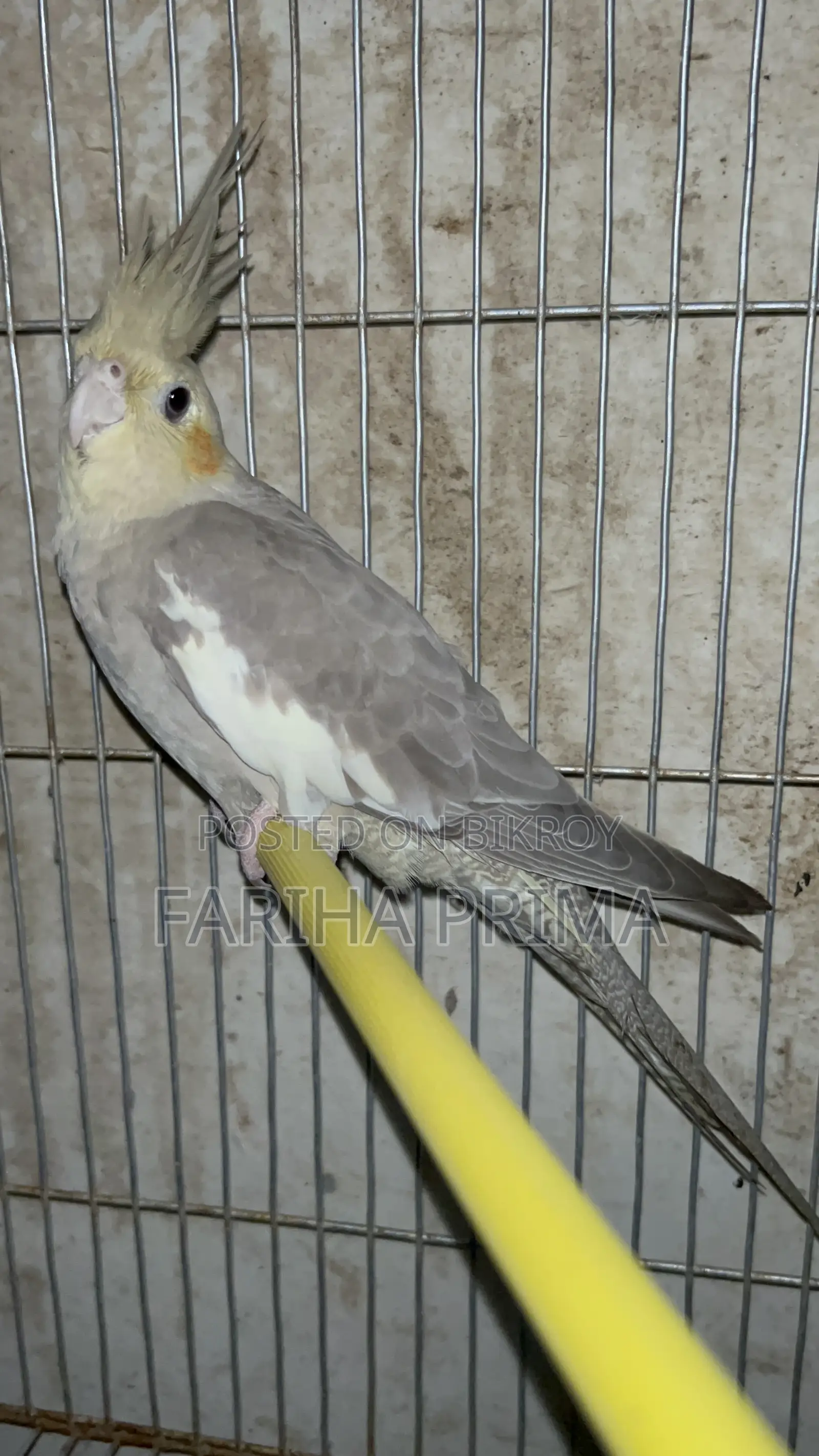 Cockatiel Bird